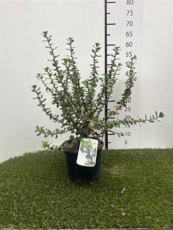 Escallonia 'Donard Radiance' 40-50 cm cont. 3,0L