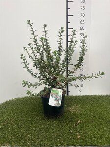 Escallonia 'Donard Radiance' 40-50 cm cont. 3,0L