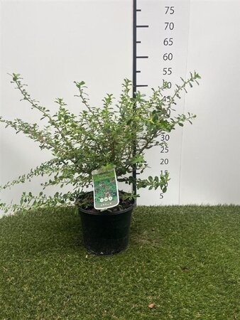 Escallonia 'Dart's Rosyred' 40-50 cm cont. 3,0L