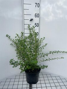 Escallonia 'Donard Seedling' 40-50 cm cont. 3,0L - afbeelding 2
