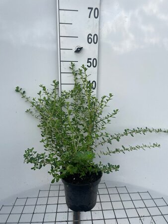 Escallonia 'Donard Seedling' 40-50 cm cont. 3,0L - afbeelding 1