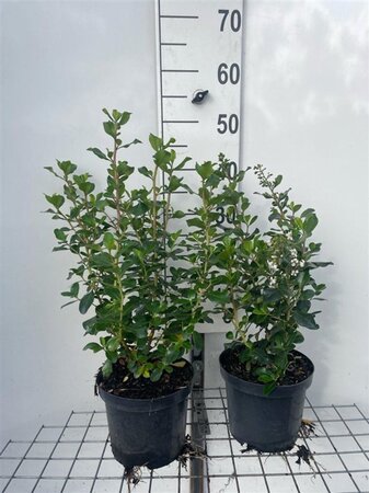 Escallonia 'Iveyi' 40-50 cm cont. 3,0L - afbeelding 1
