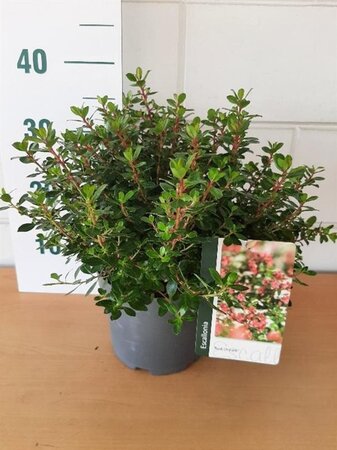 Escallonia 'Red Dream' geen maat specificatie cont. 3,0L