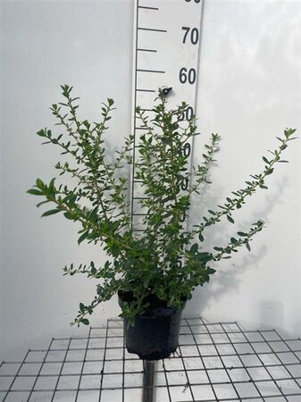 Escallonia 'Red Elf' 40-50 cm cont. 3,0L