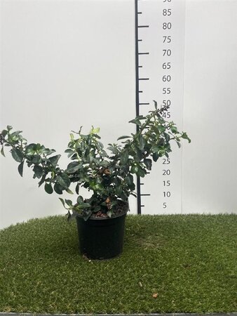Escallonia rubra macrantha 40-50 cm cont. 3,0L