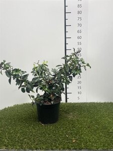 Escallonia rubra macrantha 40-50 cm cont. 3,0L