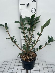 Euonymus alatus 40-50 cm cont. 3,0L - afbeelding 9
