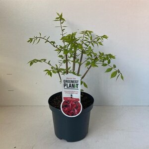 Euonymus alatus 40-50 cm cont. 3,0L - afbeelding 2