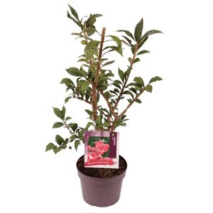 Euonymus alatus 40-50 cm cont. 3,0L - afbeelding 3