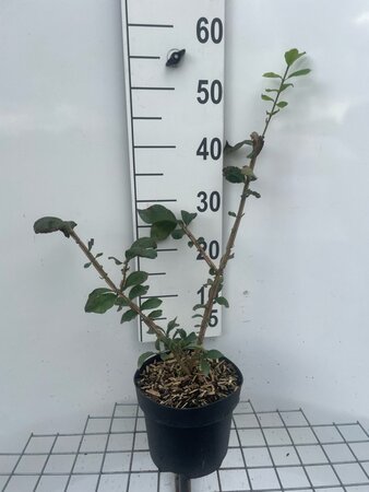 Euonymus alatus 40-50 cm cont. 3,0L - afbeelding 10