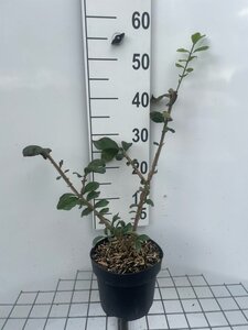 Euonymus alatus 40-50 cm cont. 3,0L - afbeelding 10