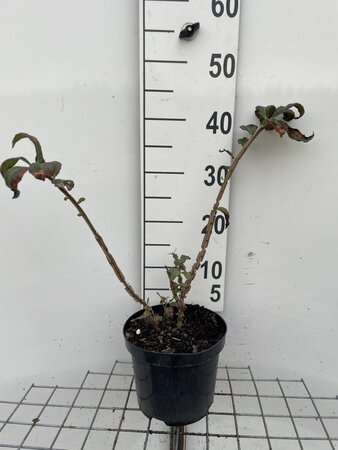 Euonymus alatus 40-50 cm cont. 3,0L - afbeelding 9