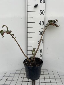 Euonymus alatus 40-50 cm cont. 3,0L - afbeelding 9