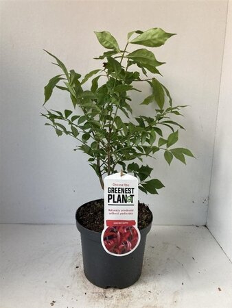 Euonymus alatus 40-50 cm cont. 3,0L - afbeelding 11