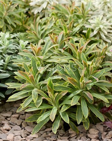 Euphorbia martinii 'Ascot Petit' ® geen maat specificatie 0,55L/P9cm - afbeelding 1