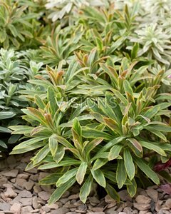 Euphorbia martinii 'Ascot Petit' ® geen maat specificatie 0,55L/P9cm - afbeelding 1