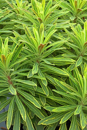 Euphorbia martinii 'Ascot Petit' ® geen maat specificatie 0,55L/P9cm - afbeelding 2