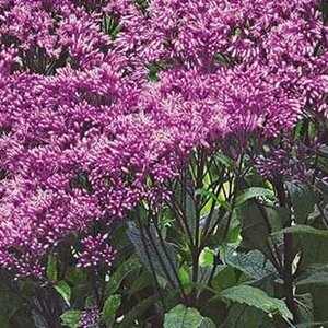 Eupatorium 'Baby Joe' geen maat specificatie 0,55L/P9cm - afbeelding 5