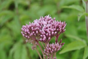 Eupatorium cannabinum geen maat specificatie 0,55L/P9cm