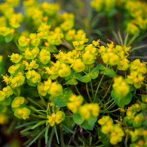 Euphorbia cyp. 'Fens Ruby' geen maat specificatie 0,55L/P9cm - afbeelding 1