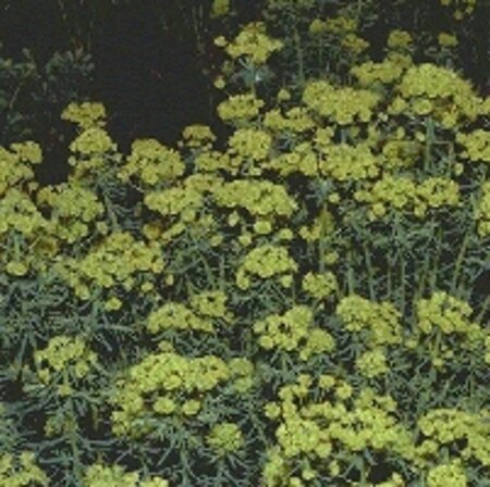 Euphorbia cyp. 'Fens Ruby' geen maat specificatie 0,55L/P9cm - afbeelding 3