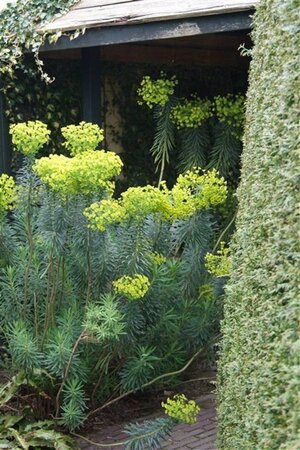 Euphorbia characias wulfenii geen maat specificatie 0,55L/P9cm - afbeelding 1