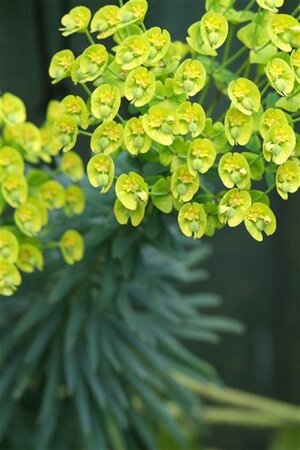 Euphorbia characias wulfenii geen maat specificatie 0,55L/P9cm - afbeelding 2