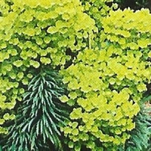 Euphorbia characias wulfenii geen maat specificatie 0,55L/P9cm - afbeelding 1