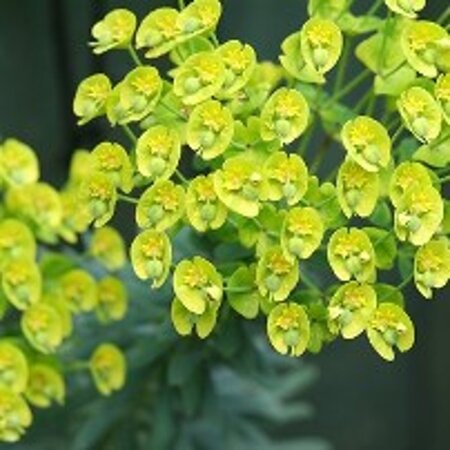 Euphorbia characias wulfenii geen maat specificatie 0,55L/P9cm - afbeelding 2