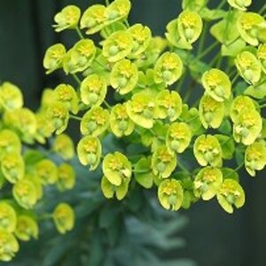 Euphorbia characias wulfenii geen maat specificatie 0,55L/P9cm - afbeelding 2