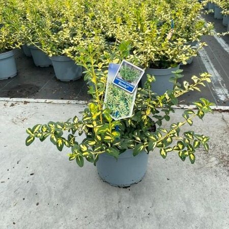 Euonymus fort. Blondy 30-40 cm cont. 5,0L - afbeelding 1