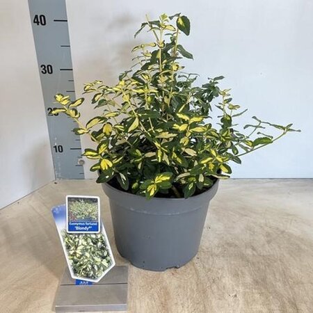 Euonymus fort. Blondy 30-40 cm cont. 5,0L - afbeelding 2