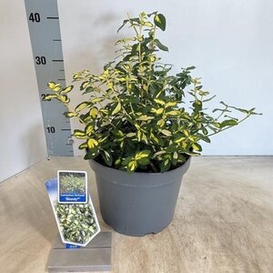 Euonymus fort. Blondy 30-40 cm cont. 5,0L - afbeelding 2