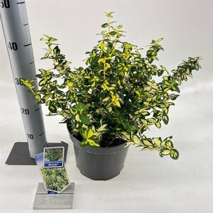 Euonymus fort. Blondy 30-40 cm cont. 5,0L - afbeelding 3