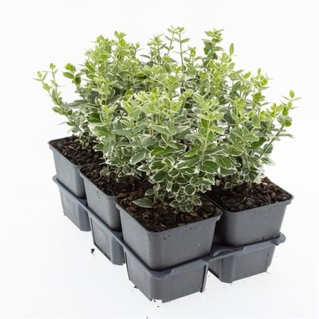 Euonymus fort. 'Emerald Gaiety' 10-15 cm 0,55L/P9cm - afbeelding 2