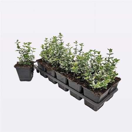Euonymus fort. 'Emerald Gaiety' 10-15 cm 0,55L/P9cm - afbeelding 1