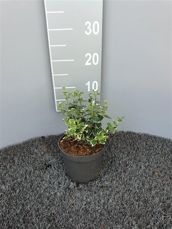 Euonymus fort. 'Emerald Gaiety' 15-20 cm cont. 1,5L - afbeelding 1