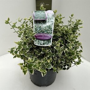 Euonymus fort. 'Emerald Gaiety' 40-50 cm cont. 5,0L