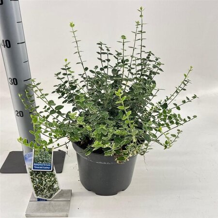 Euonymus fort. 'Emerald Gaiety' 40-50 cm cont. 5,0L - afbeelding 3