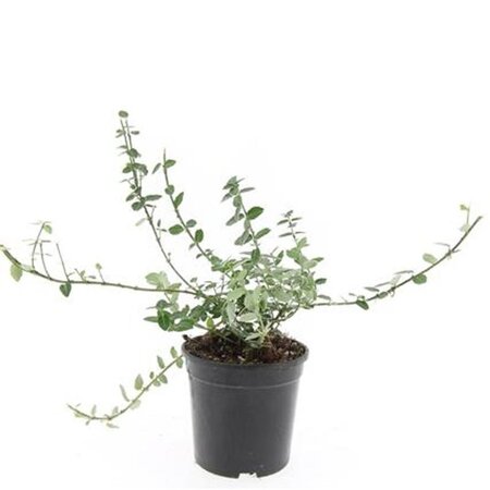 Euonymus fort. 'Emerald Gaiety' geen maat specificatie cont. 1,5L