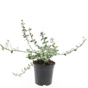 Euonymus fort. 'Emerald Gaiety' geen maat specificatie cont. 1,5L