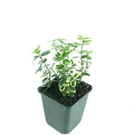 Euonymus fort. 'Emerald Gaiety' geen maat specificatie 0,55L/P9cm - afbeelding 5