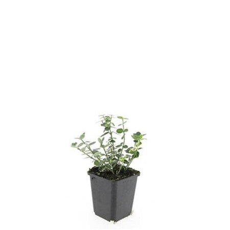 Euonymus fort. 'Emerald Gaiety' geen maat specificatie 0,55L/P9cm - afbeelding 7