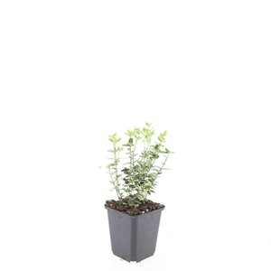 Euonymus fort. 'Emerald Gaiety' geen maat specificatie 0,55L/P9cm - afbeelding 4