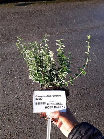 Euonymus fort. 'Emerald Gaiety' geen maat specificatie 0,55L/P9cm - afbeelding 11