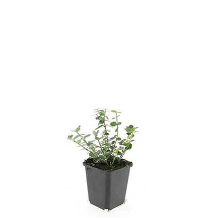Euonymus fort. 'Emerald Gaiety' geen maat specificatie 0,55L/P9cm - afbeelding 3
