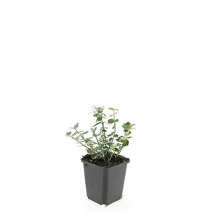 Euonymus fort. 'Emerald Gaiety' geen maat specificatie 0,55L/P9cm - afbeelding 3