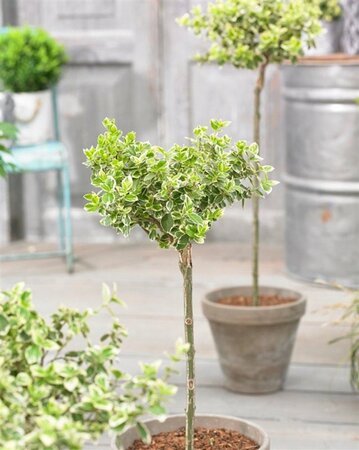 Euonymus fort. 'Emerald Gaiety' geen maat specificatie 0,55L/P9cm - afbeelding 10
