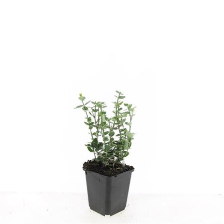 Euonymus fort. 'Emerald Gaiety' geen maat specificatie 0,55L/P9cm - afbeelding 2