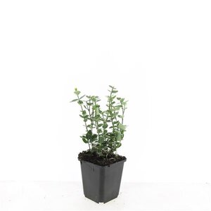 Euonymus fort. 'Emerald Gaiety' geen maat specificatie 0,55L/P9cm - afbeelding 2